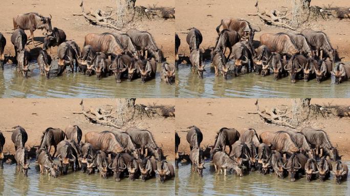 野生动物保护区，一群角马在喝水