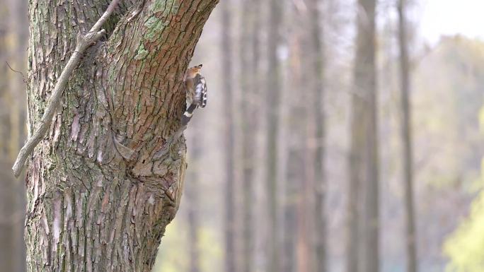 欧亚鸟飞回大树上的巢穴