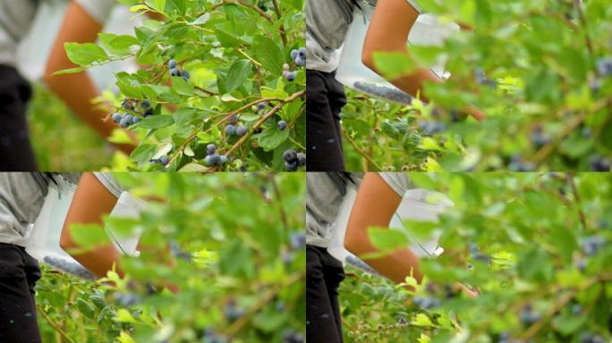 蓝莓的树枝与成熟的胃口蓝莓在收获期间