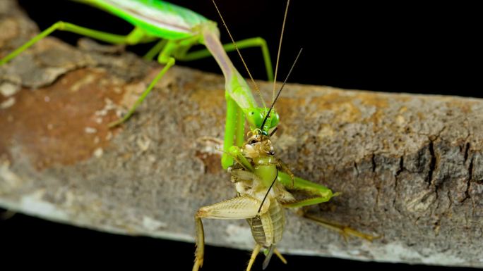 螳螂捕食蟋蟀进食野外野性
