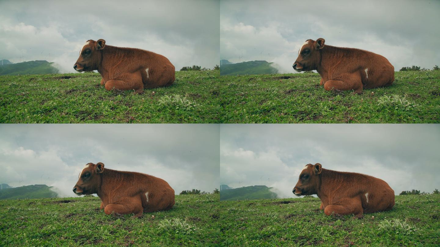 中国贵州乌蒙大草原放牧牛。