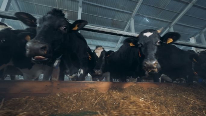 牛在牛棚里吃草。牛奶奶牛场蒙牛伊利牧场奶