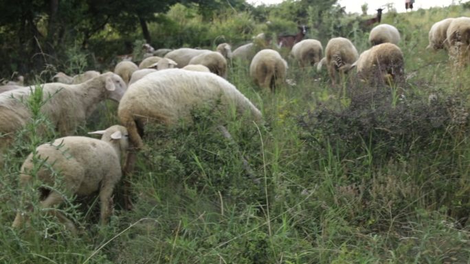 绵羊在草地上吃草自然美山羊兽群