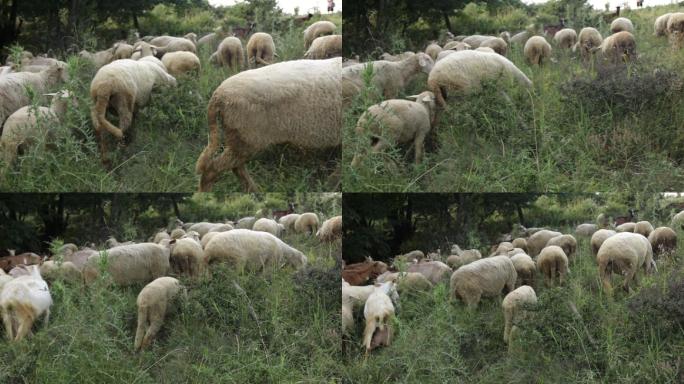 绵羊在草地上吃草自然美山羊兽群