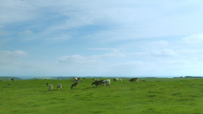 日本北海道的一个奶牛场