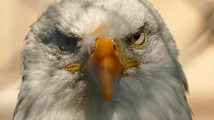 美国鹰的脸从左到右的极端特写