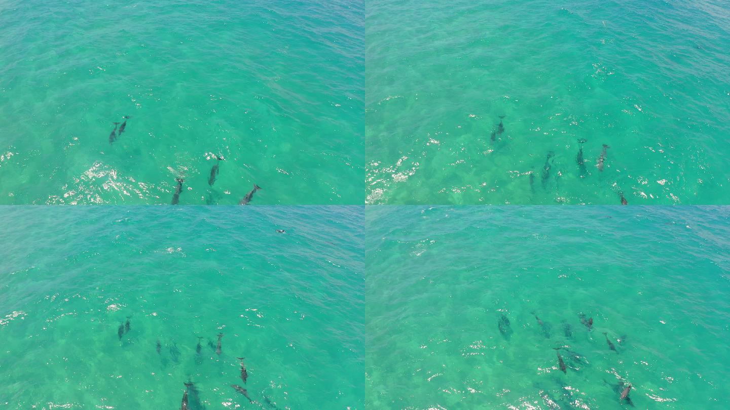 一群海豚在海里