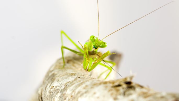 螳螂捕食蟋蟀微距微观特写