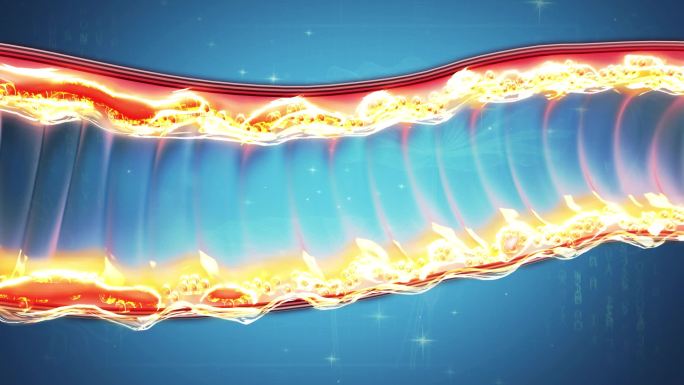 肠壁形成隔离膜脂肪不挂壁杜绝脂肪二次堆积