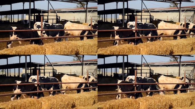 荷斯坦奶牛视频素材畜牧业牧场农牧业牛群