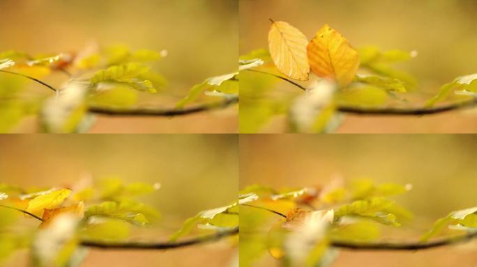 超级慢镜头金秋落叶落在枝头。