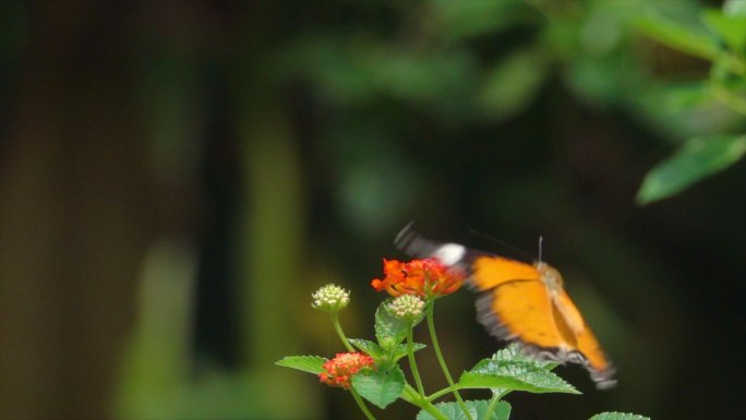 美丽的帝王蝶效应挥动翅膀大自然