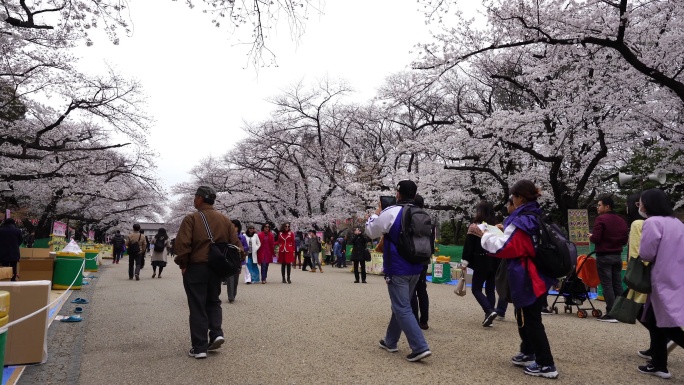 上野公园的樱花节