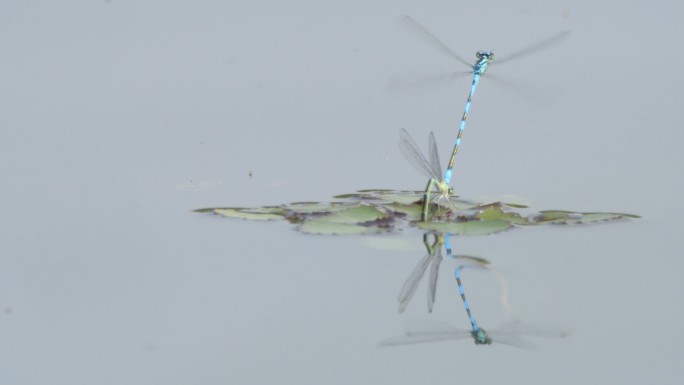 在兴安自然保护区捕获的蓝豆娘交配蜻蜓