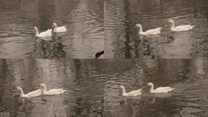 白色天鹅在水面上