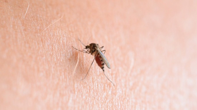 蚊子通过人的皮肤吸血