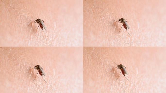 蚊子通过人的皮肤吸血