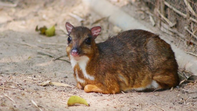 泰国自然主题公园的小鼠鹿