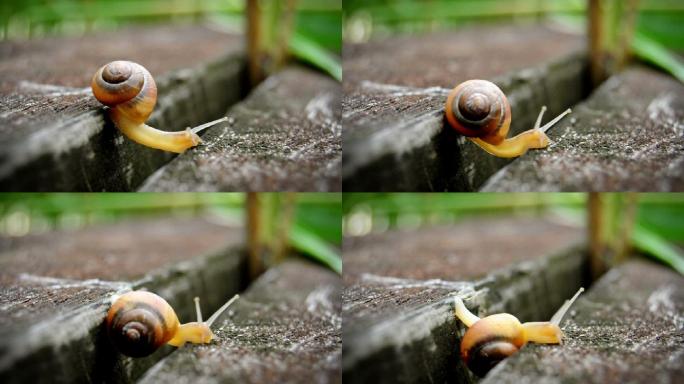 一只小蜗牛爬过木头的裂缝。很可爱。
