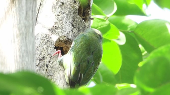 小鸟在树干上寻食物