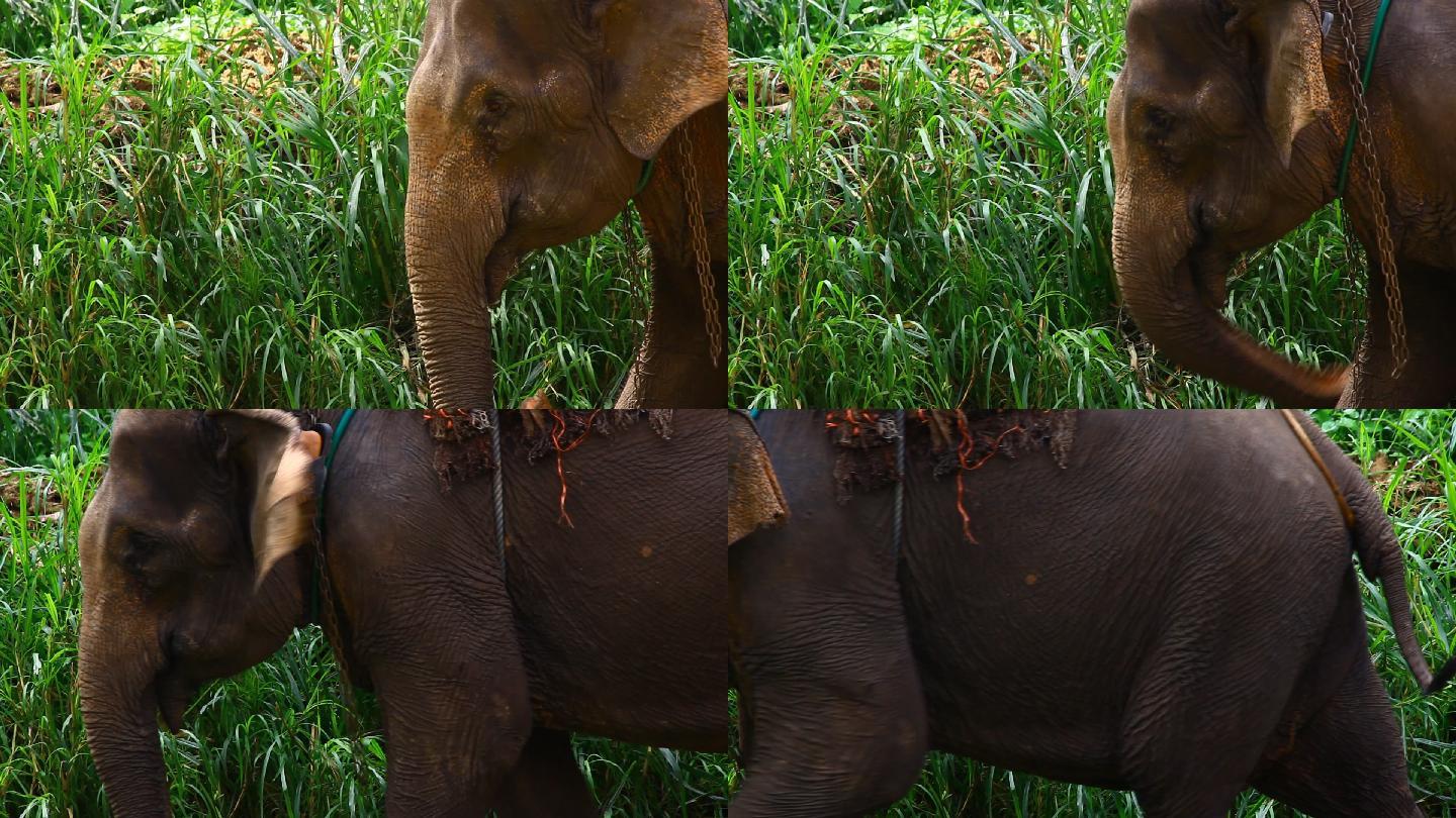 大象大象自然保护区绿草地