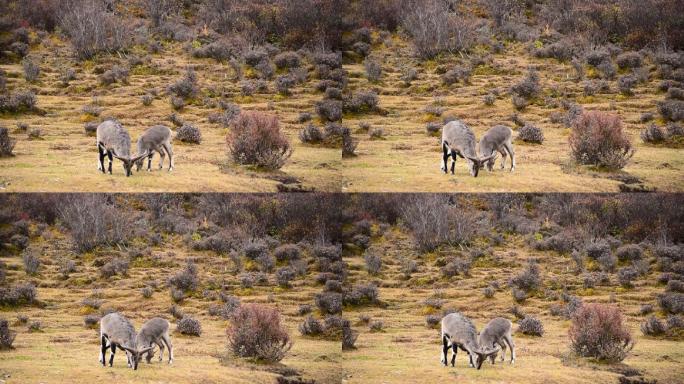 野山羊实拍场景视频动物世界
