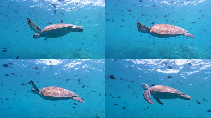 绿海龟在蓝色海洋中游过一群小红牙触发鱼。