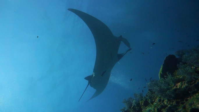 蝠鲼大海生物海底世界