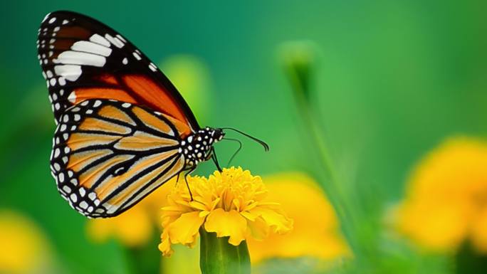 帝王蝶在花上的视频特写