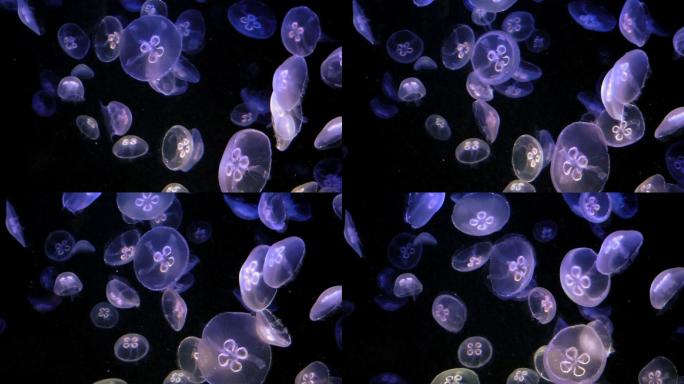 水母在水中视频素材浮游生物刺丝胞动物
