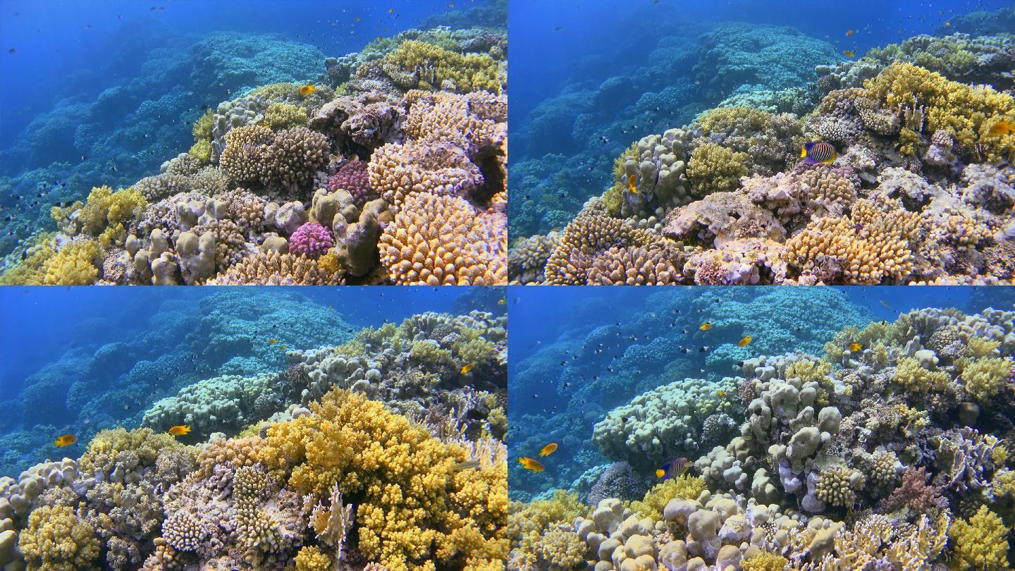 美丽的珊瑚礁实拍视频大海深海物种多样性