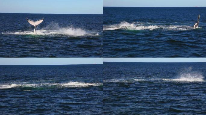 两只座头鲸海洋哺乳动物生态保护尾鳍拍打海