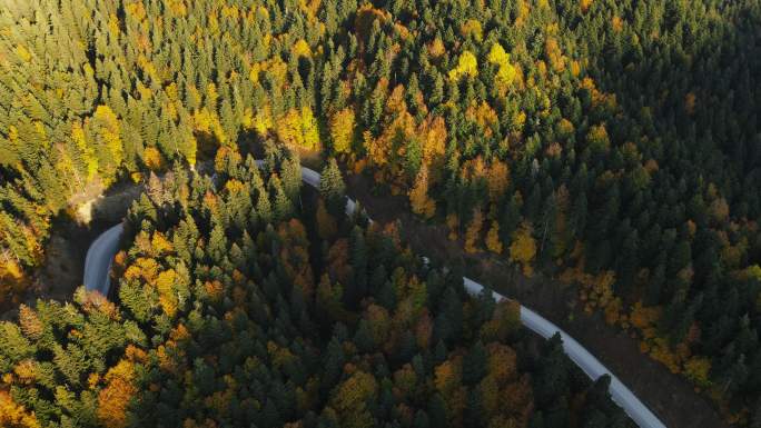 绿色和黄色调的森林和其中的道路
