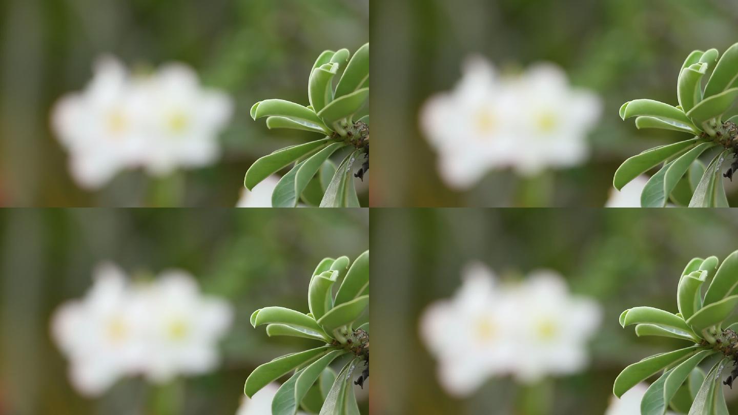 白色黑斑羚百合实拍视频春暖花开特写镜头