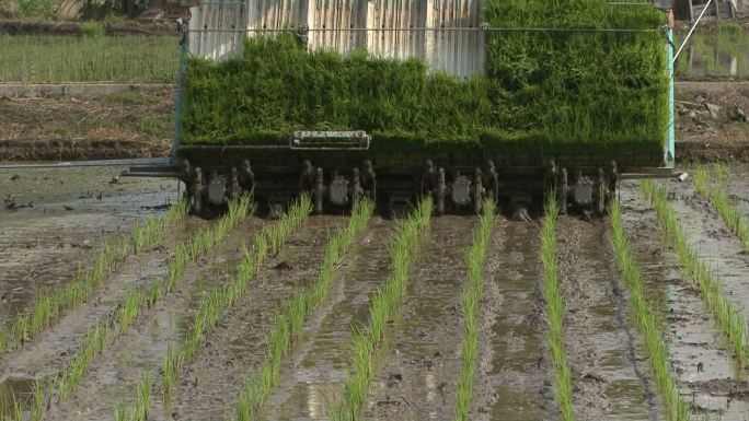 现代水稻种植插秧春耕播种插秧机