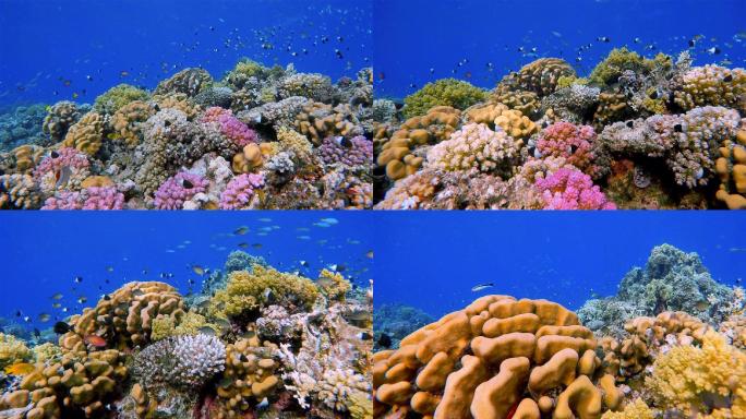 美丽的珊瑚礁与小热带鱼红海