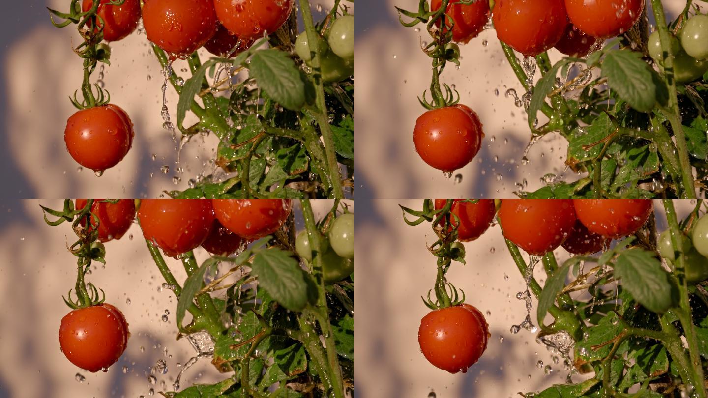 给西红柿浇水种植农业乡村振兴丰收绿色有机