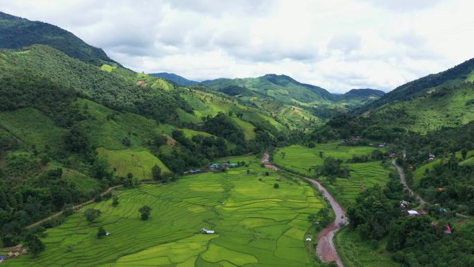 鸟瞰图稻田大山山区森林植被种植