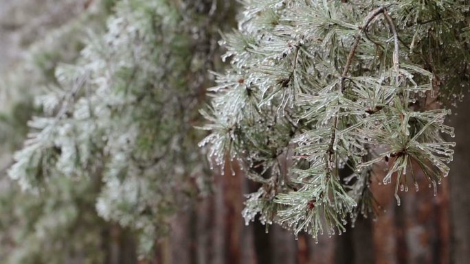 覆盖着冰的松针。视频素材雪花飘落冰雪风光