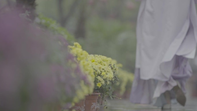 未调色汉服美女走过 菊花