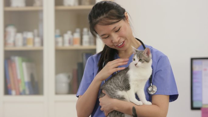 兽医抱着一个可爱的小猫