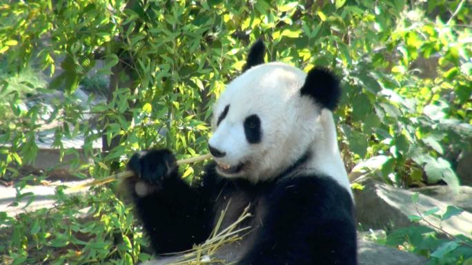 熊猫，可爱的动物吃竹子