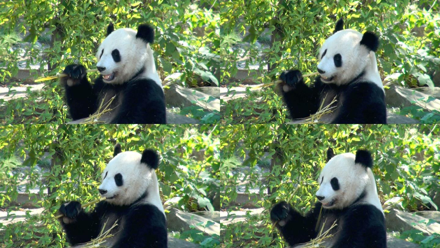 熊猫，可爱的动物吃竹子