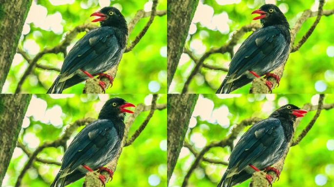 台湾蓝鹊户外生物体站在树枝上红腿鸟红嘴