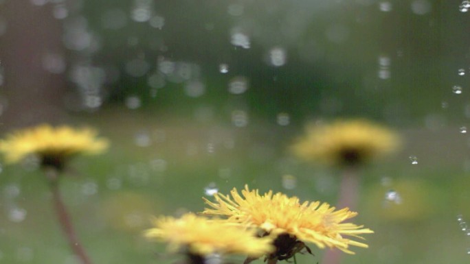 雨点落在蒲公英上升格慢动作下雨天气户外野