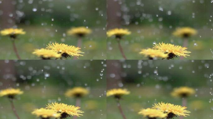 雨点落在蒲公英上升格慢动作下雨天气户外野