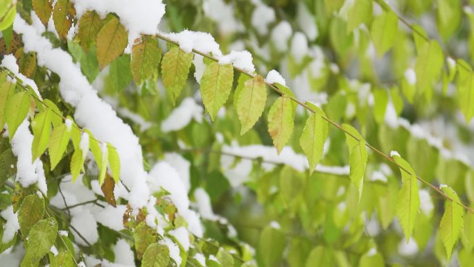 中国东北冬季大雪中的树绿叶植物