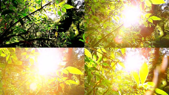 阳光下的森林春分逆光树叶小清新治愈纯美浪
