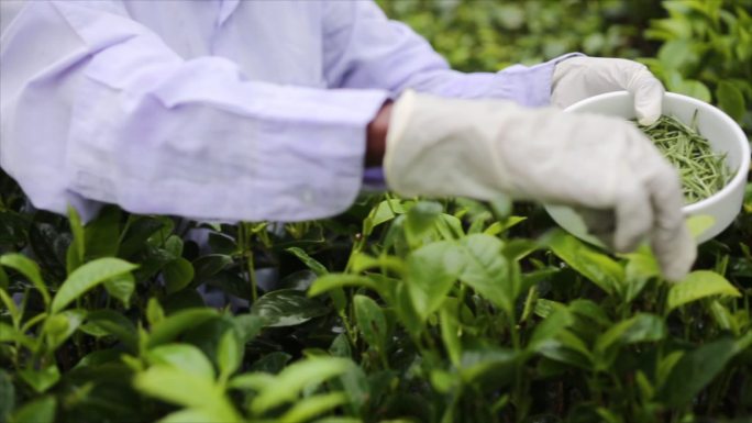 摘茶茶树春天种植园