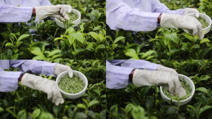 摘茶茶树春天种植园